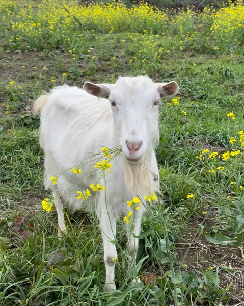 Weiße Süße Ziege Schaut Die Kamera Und Isst Senfblüten Freilaufende — Stockfoto