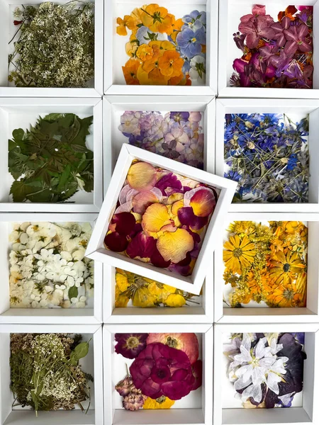 A group of various dried pressed flowers in white box. Basic material for contemporary botanical art. Plants for scrapbooking, wedding invitations, greeting cards, gift box decorations. Top view.