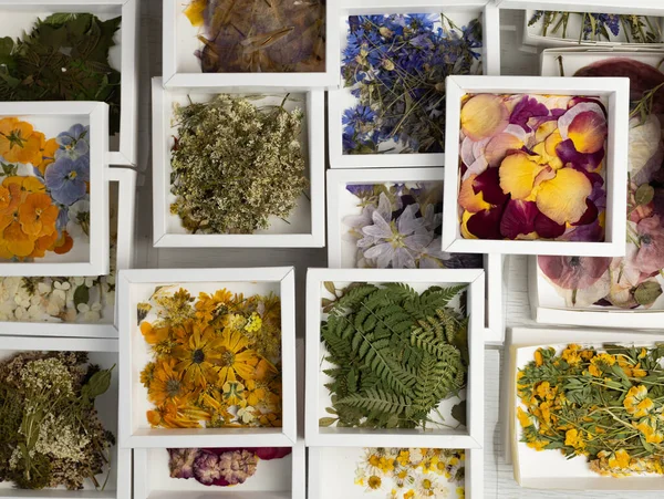 A group of various dried pressed flowers in white box. Basic material for contemporary botanical art. Plants for scrapbooking, wedding invitations, greeting cards, gift box decorations. Top view.