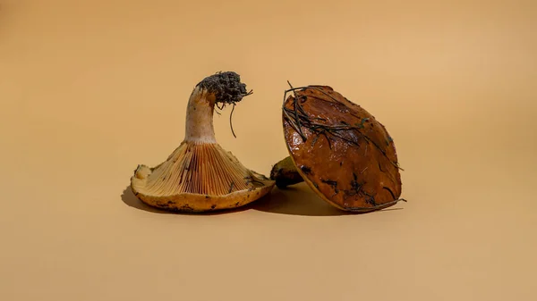 Stilleven Van Bospaddenstoelen Russula Suillus Paddenstoelen Creatieve Muurprint Kunst Minimalistische — Stockfoto