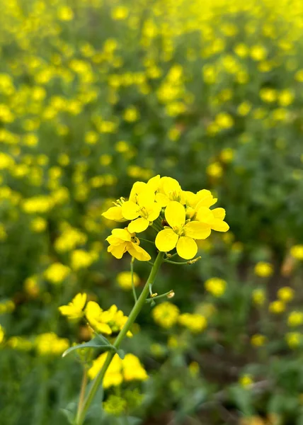 Mustard Green Manures Being Used Improve Soil Quality Control Wind — Stock Photo, Image