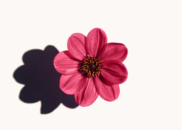 stock image A beautiful single dahlia flower on a white background casts hard shadows. Magenta color of year concept. Minimalism, simplicity, pattern