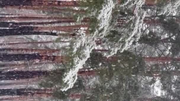 Белый Пушистый Снег Падает Хвойный Лес Вертикальное Видео — стоковое видео