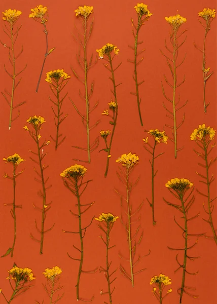 stock image Oshibana floristry botanical pressed flower art. Composition of dry plants. Yelow Flowers frame on orange background. Copy space.