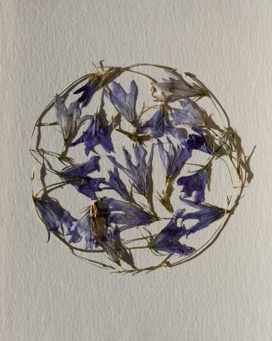 Kurumuş mor çiçeklerin kompozisyonu suluboya kağıt üzerinde daire şeklinde. Çağdaş botanik sanatı.