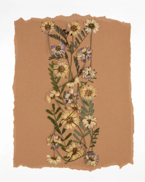 Oshibana floristry botanical pressed flower art. Composition of dry plants. Dried wildflowers frame on beige background. Contemporary botanical art.
