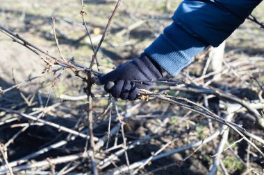 Bir kadın eli, gübre kesmek için bir ağacı budadıktan sonra dalları toplar..