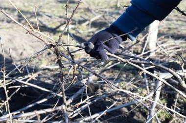 Bir kadın eli, gübre kesmek için bir ağacı budadıktan sonra dalları toplar..