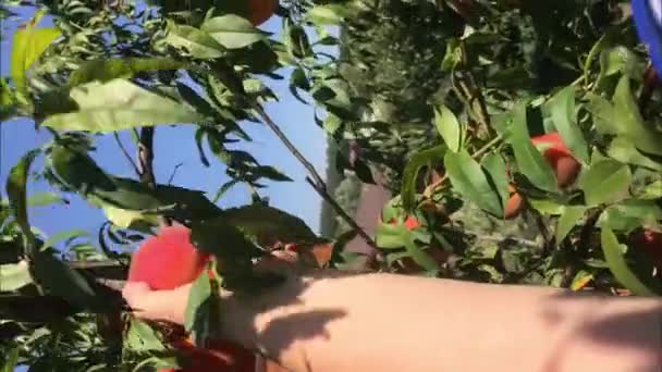 Skördar Persikor Kvinnlig Hand Vidrör Färsk Mogen Persika Gren Persikoträd — Stockvideo