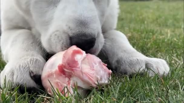 白い子犬アラバイは 屋外の骨の上皮でうなります Raw Food Diet 生物学的に適切な生の食品 バルフ — ストック動画
