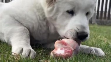 Beyaz köpek Alabai, açık havada kemiğin epifizesini kemiriyor. Köpekler Çiğ Gıda Diyeti. Biyolojik olarak uygun çiğ gıda. BARF