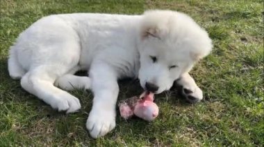 Beyaz köpek Alabai, açık havada kemiğin epifizesini kemiriyor. Köpekler Çiğ Gıda Diyeti. Biyolojik olarak uygun çiğ gıda. BARF