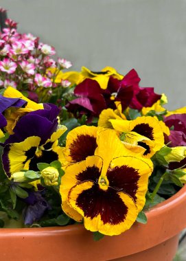 Saksıdaki nonoş çiçekleri. Şehir sokaklarının ve kafelerin bahar Paskalya süslemesi