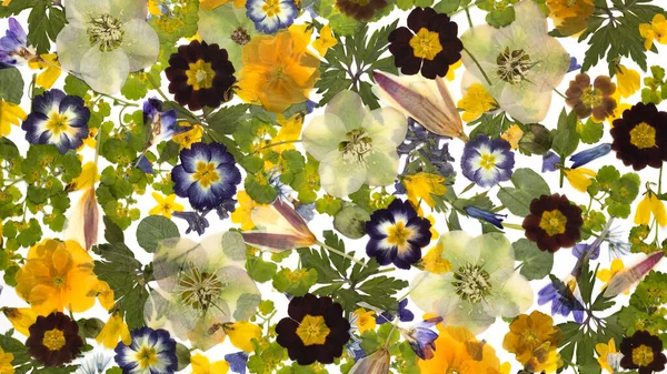 Mönster Pressade Torkade Blommor Fältväxter Uppställning För Gratulationskort Bröllopsinbjudan Design — Stockfoto