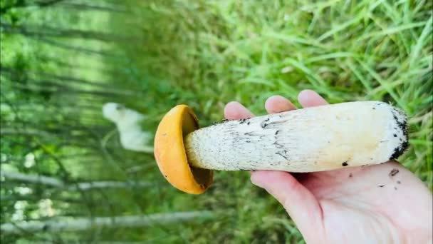 Fungo Boletus Trovato Nella Foresta Una Passeggiata Con Cane — Video Stock