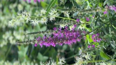 Mor yabani çiçekler tarlada sallanıyor..