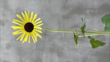 Çimento duvarında sarı desenli ayçiçeği.