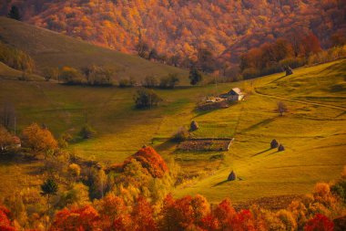 Beautiful rural landscape with colorful autumn trees. Holbav, Romania.