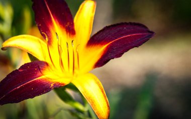 Turuncu Gün Zambağı tam çiçeklendiğinde 