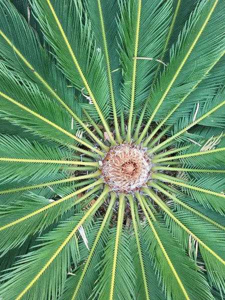 Sago Palm 'ın portresi yukarıdan çekilmiş. Yaprakların oluşumunu gösteriyor.. 