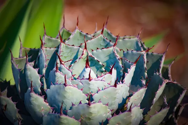 Agave potatorum (Verschaffelt agave), Asparagaceae familyasından bir bitki türü. Meksika 'nın Puebla' nın güneyinden Oaxaca 'ya kadar kısmi çöl bölgelerine özgüdür.