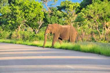 Afrika fili yola çıkmak üzere.