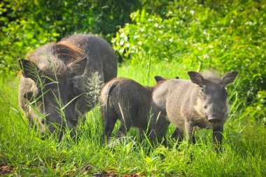 Üç warthogs vahşi otlatma