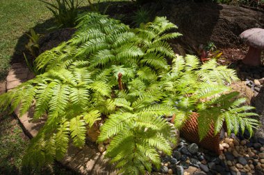 Çimlerin üzerinde gün batımı. Çayırların üzerinde altın saat.