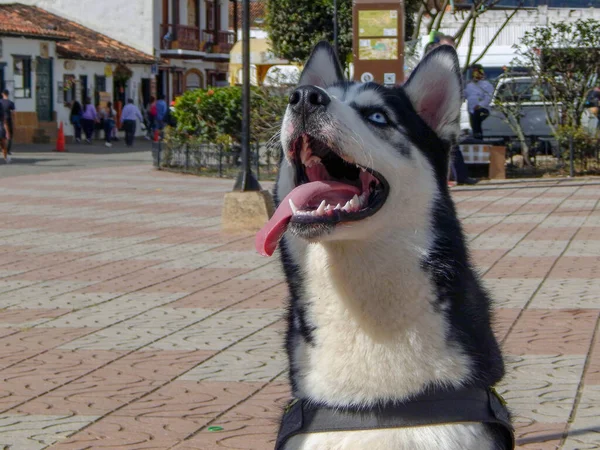 husky dog panting and smiling
