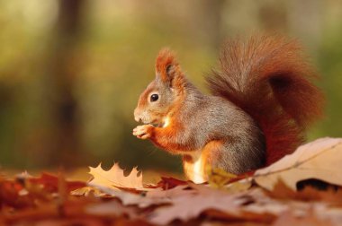 Sciurus vulgaris sonbahar parkında sevimli kırmızı sincap.