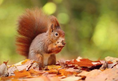 Sciurus vulgaris sonbahar parkında sevimli kırmızı sincap.