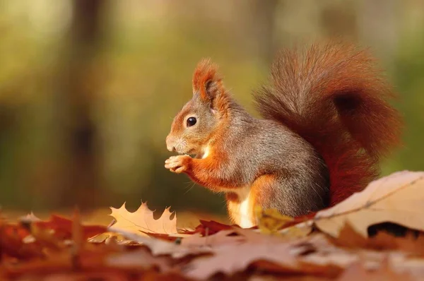 Esquilo Vermelho Adorável Parque Outono Sciurus Vulgaris — Fotografia de Stock