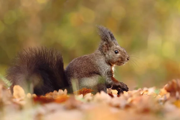 Esquilo Vermelho Adorável Parque Outono Sciurus Vulgaris — Fotografia de Stock
