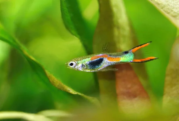 Prachtige Kleurrijke Endlers Guppy Vissen Aquarium — Stockfoto