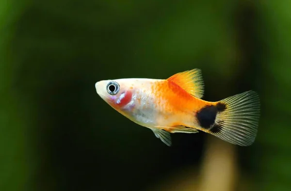 Déli Platyfish Változatban Naplemente Akváriumban — Stock Fotó
