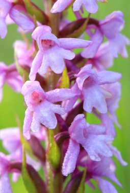 Güzel kokulu tebeşir orkidesi çiçek açıyor