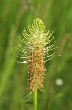 Çivili rampion çiçeği açıyor.