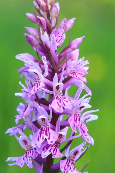 Kwitnąca Orchidea Plamista — Zdjęcie stockowe