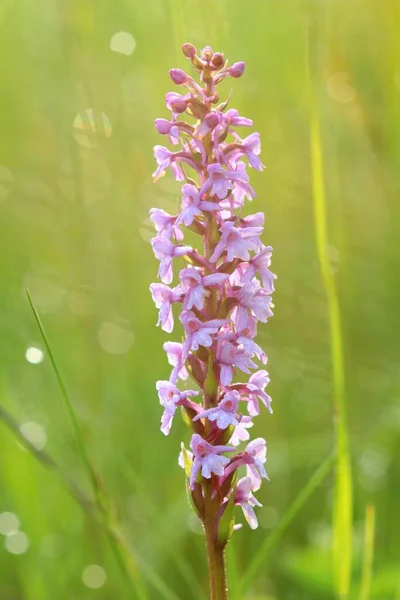 Gyönyörű Kréta Illatos Orchidea Virágzik — Stock Fotó