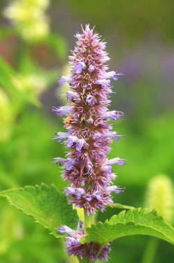 Meksika devi şifalı su çiçekleri açıyor.