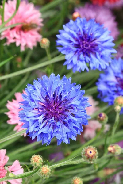 Leczenie Niebieski Kwiat Kukurydzy Kwiecie — Zdjęcie stockowe