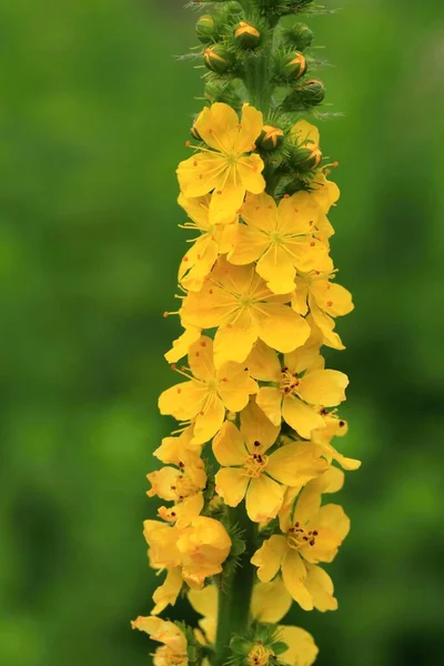 Healing Common Agrimony Blossom — Stock Photo, Image