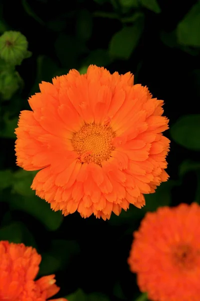 Healing common marigold flower blooming