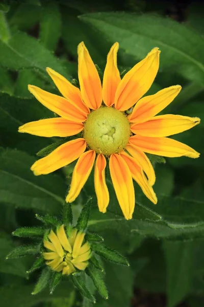 Θεραπευτικό Μαυρομάτικο Λουλούδι Σούζαν Ανθίζει — Φωτογραφία Αρχείου