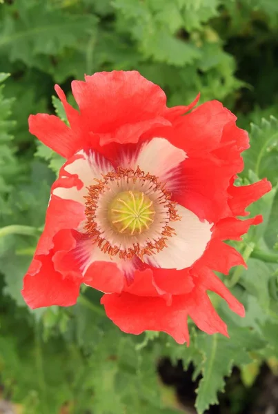 Oriental Poppy Flower Blooming — Stock Photo, Image