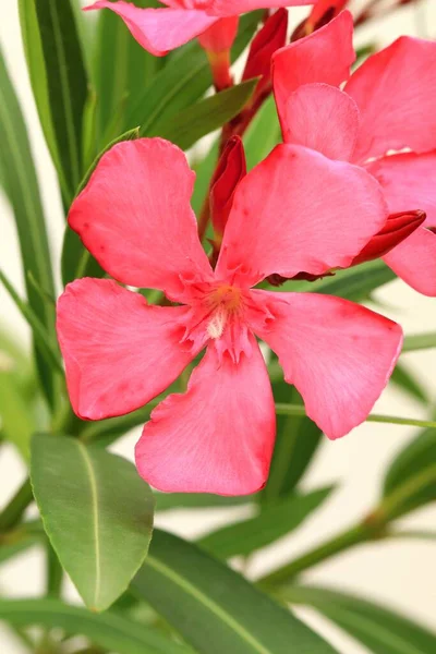 stock image Poisonous pink oleander in blossom