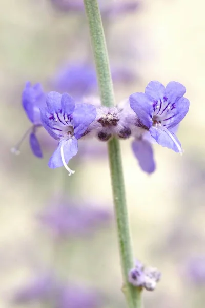 Léčivý Salvia Podrod Perovskia Kvetoucí — Stock fotografie