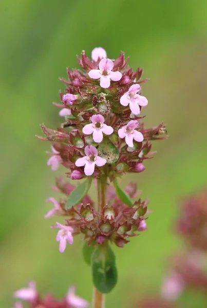 Curative Creeping Thyme Blossom — Stock Photo, Image