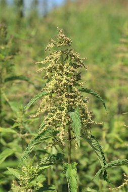 Çiçek açan ısırgan otu.