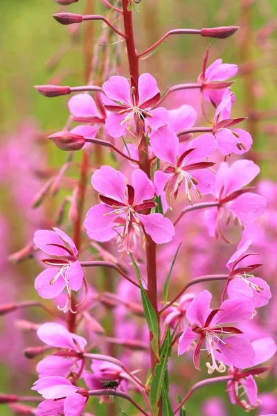 Όμορφο Θεραπευτικό Λουλούδι Fireweed Ροζ Άνθιση Εικόνα Αρχείου